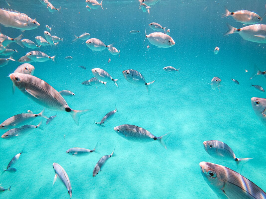 Počitnice na Sardiniji - Alghero