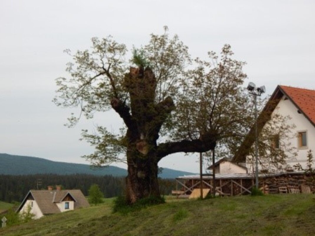 Kočevsko, bunker Škrilj in grad Kostel