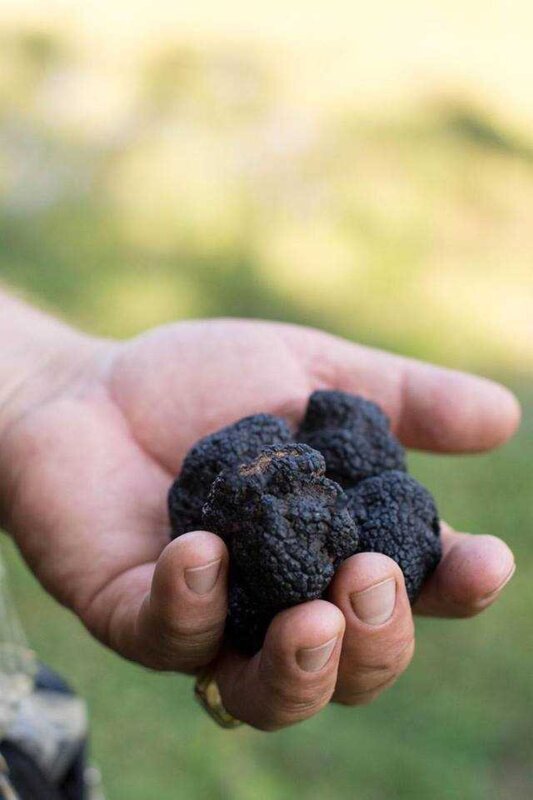 Dnevi tartufov v Istri